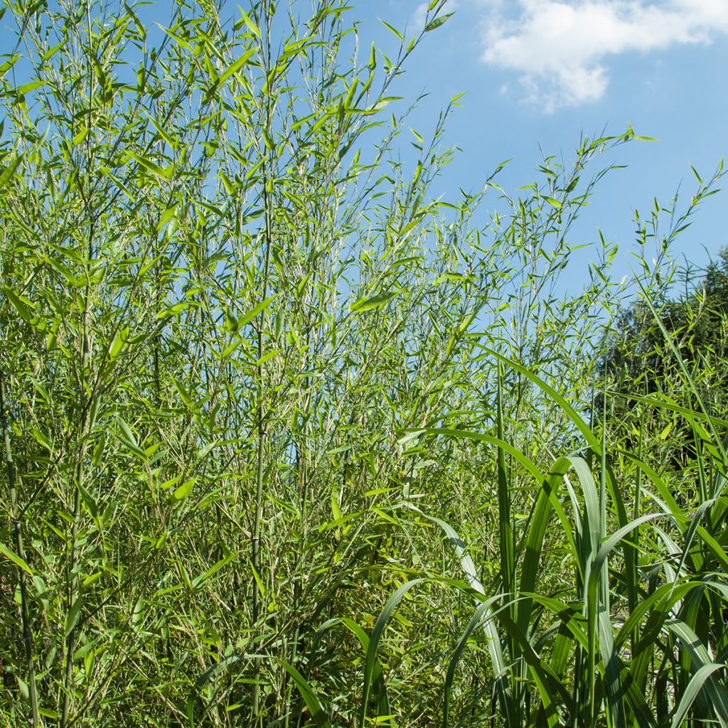 Bisset-Bambus - Phyllostachys bissetii