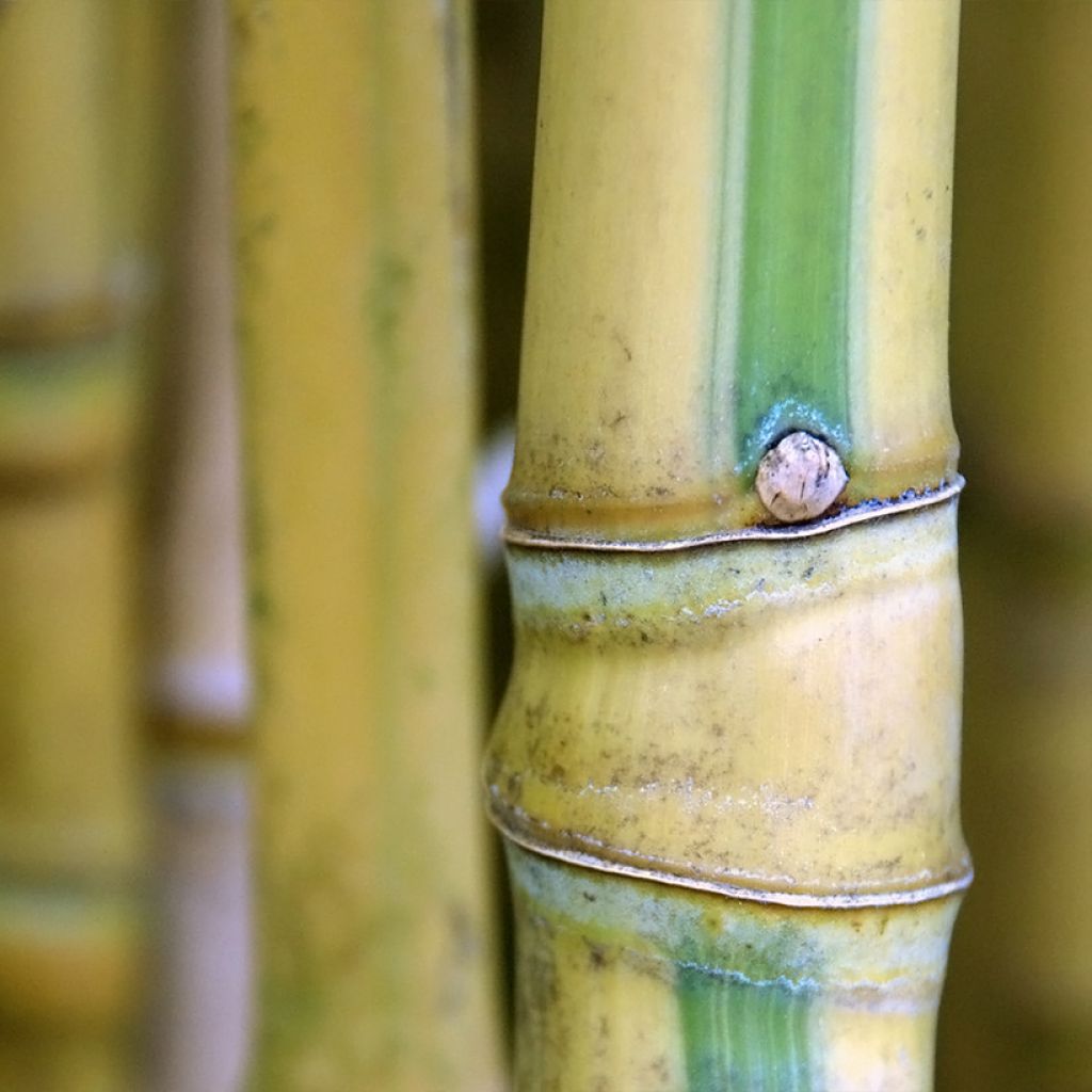 Goldrohr Bambus Koï - Phyllostachys aurea