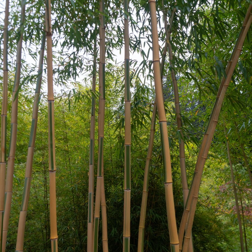 Goldrohr Bambus Koï - Phyllostachys aurea