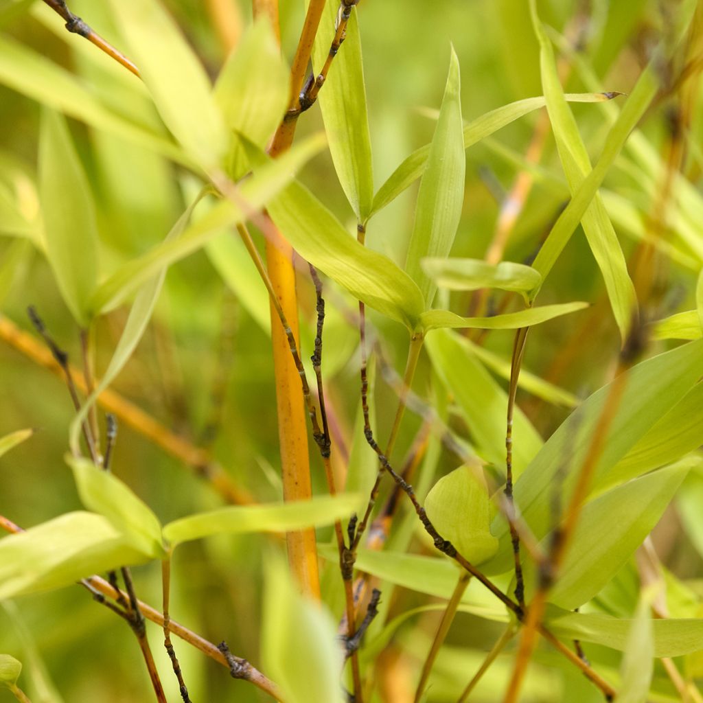 Goldrohr Bambus - Phyllostachys aurea