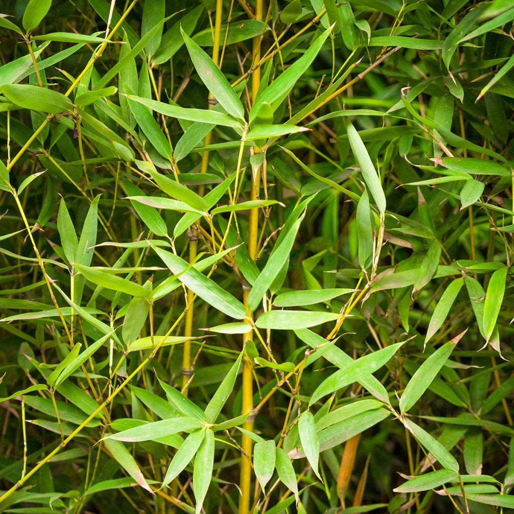 Goldrohr Bambus - Phyllostachys aurea