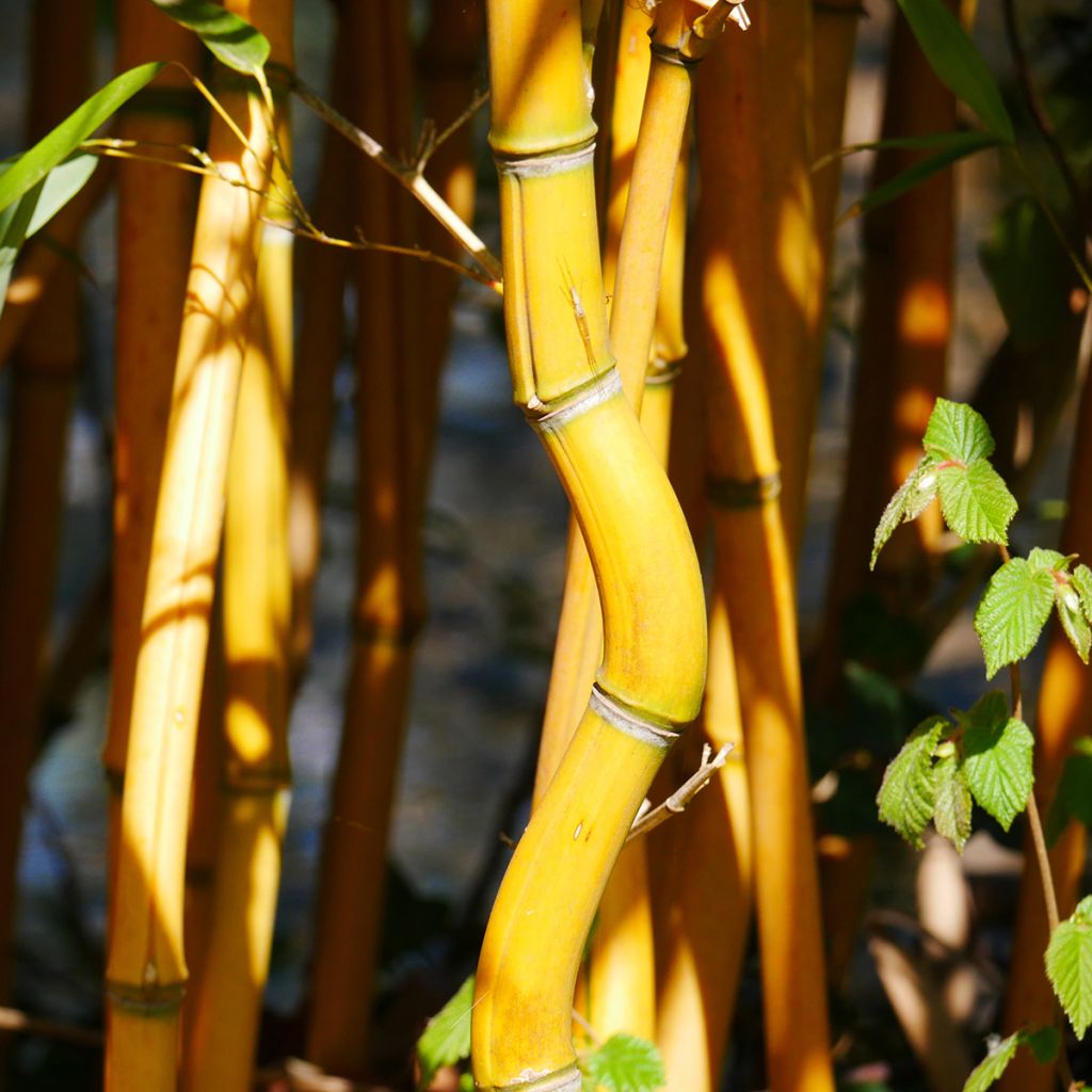 Rauher Gelbrinnen-Bambus Aureocaulis - Phyllostachys aureosulcata