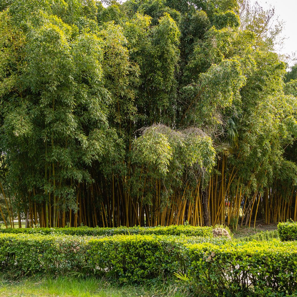 Rauher Gelbrinnen-Bambus Aureocaulis - Phyllostachys aureosulcata