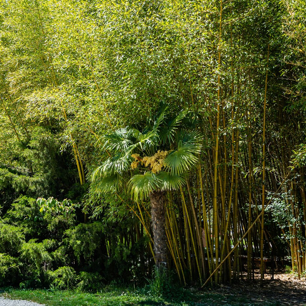 Rauher Gelbrinnen-Bambus Aureocaulis - Phyllostachys aureosulcata