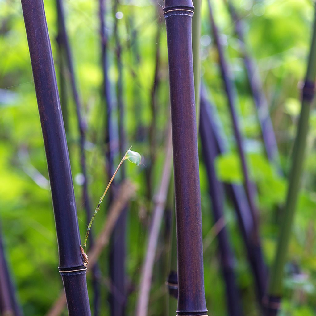 Schwarzer Bambus - Phyllostachys nigra