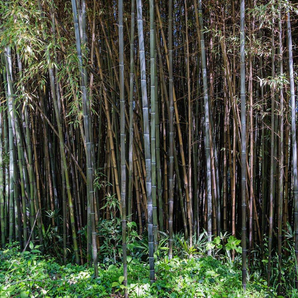 Schwarzer Bambus - Phyllostachys nigra