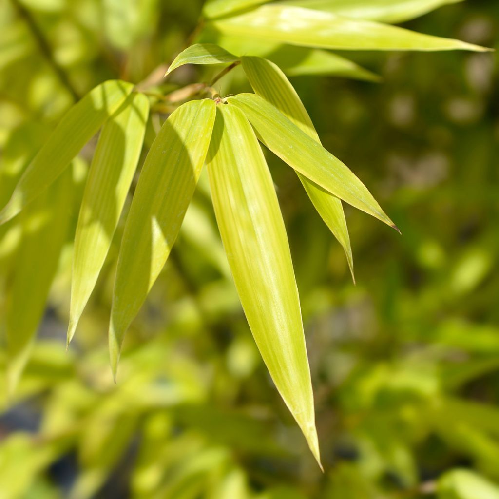 Schwarzer Bambus - Phyllostachys nigra