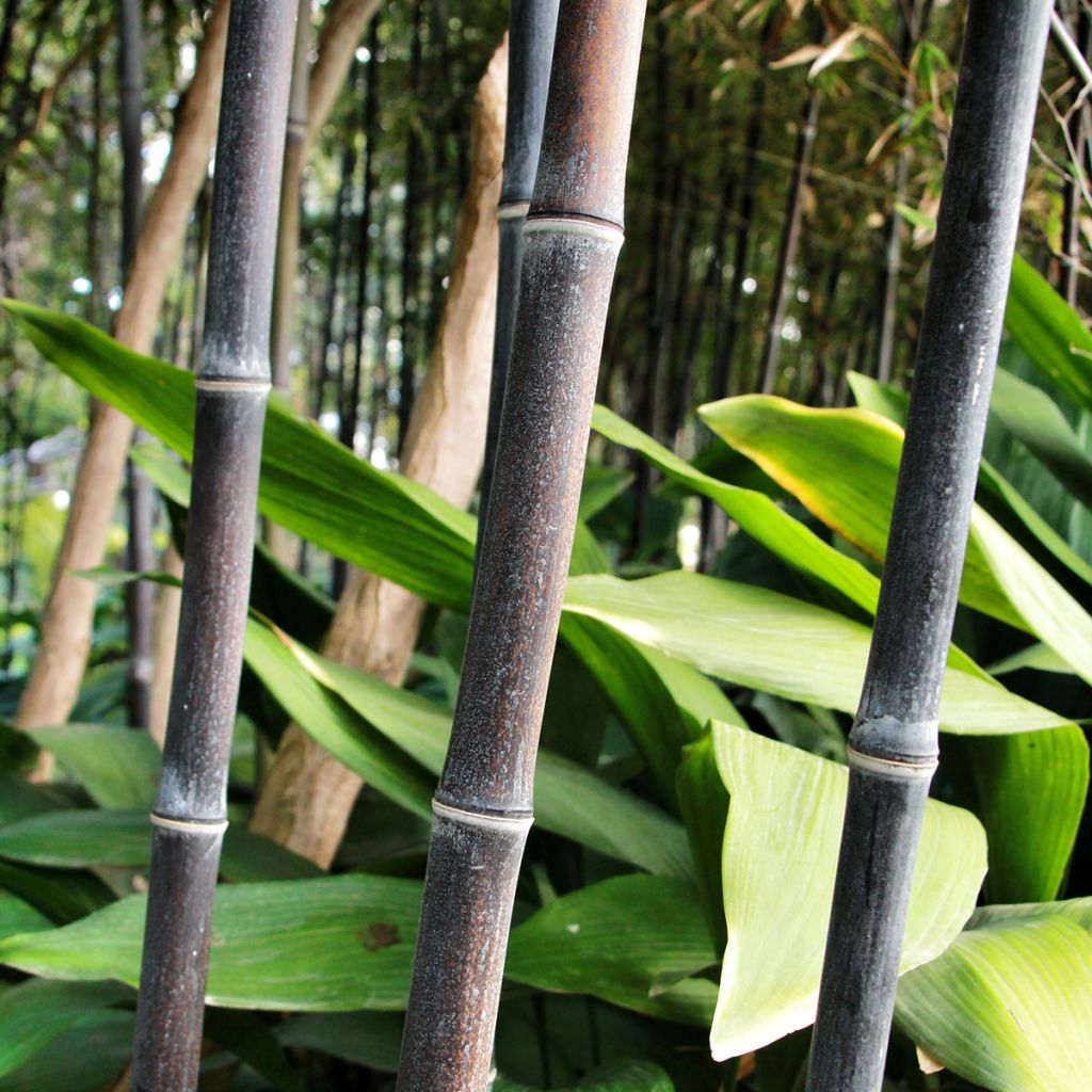 Schwarzer Bambus - Phyllostachys nigra