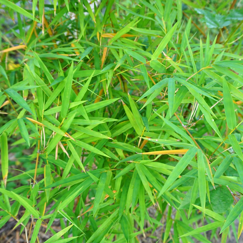 Schwarzer Bambus - Phyllostachys nigra