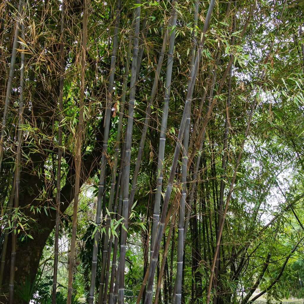 Schwarzer Bambus - Phyllostachys nigra