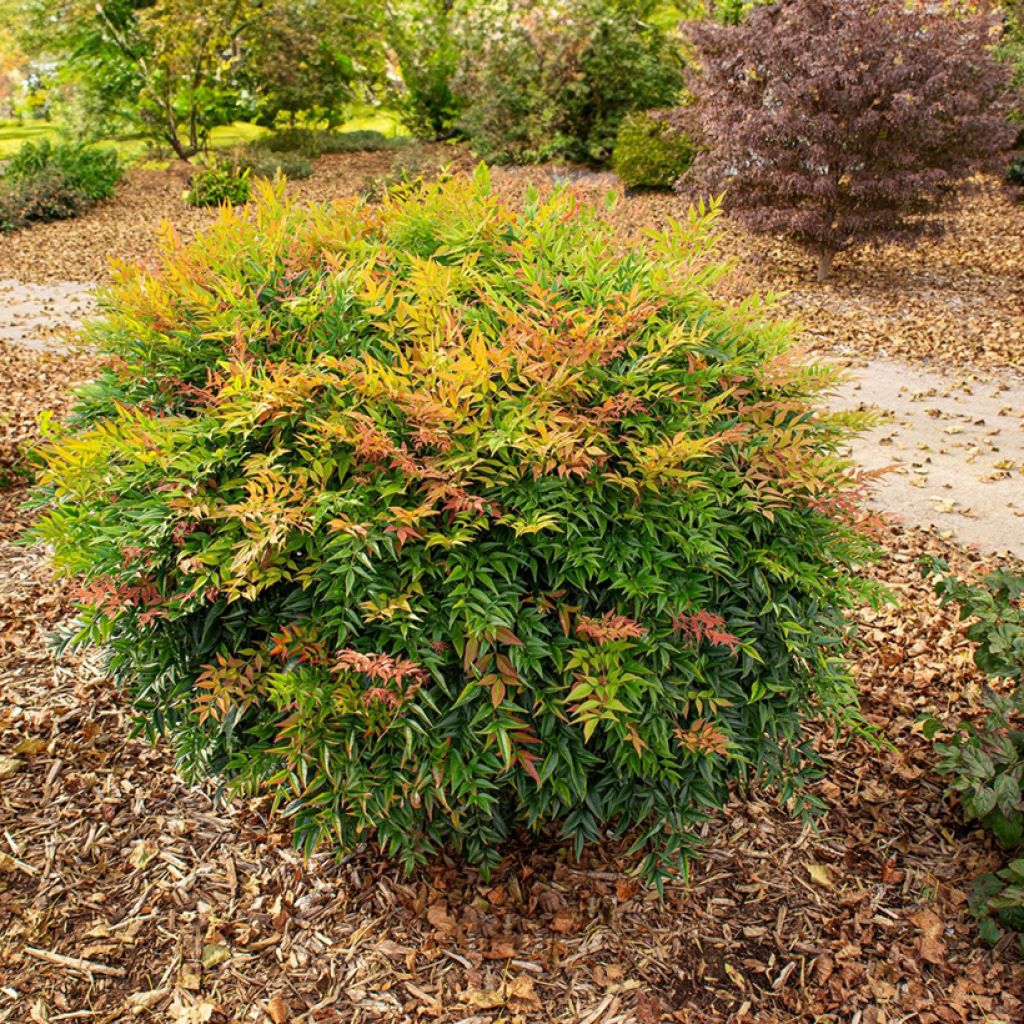 Nandina domestica Magical Sunrise - Himmelsbambus