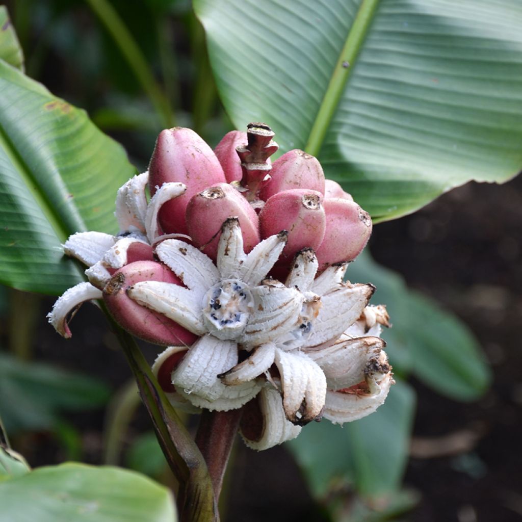 Musa velutina - Rosa Zwergbanane