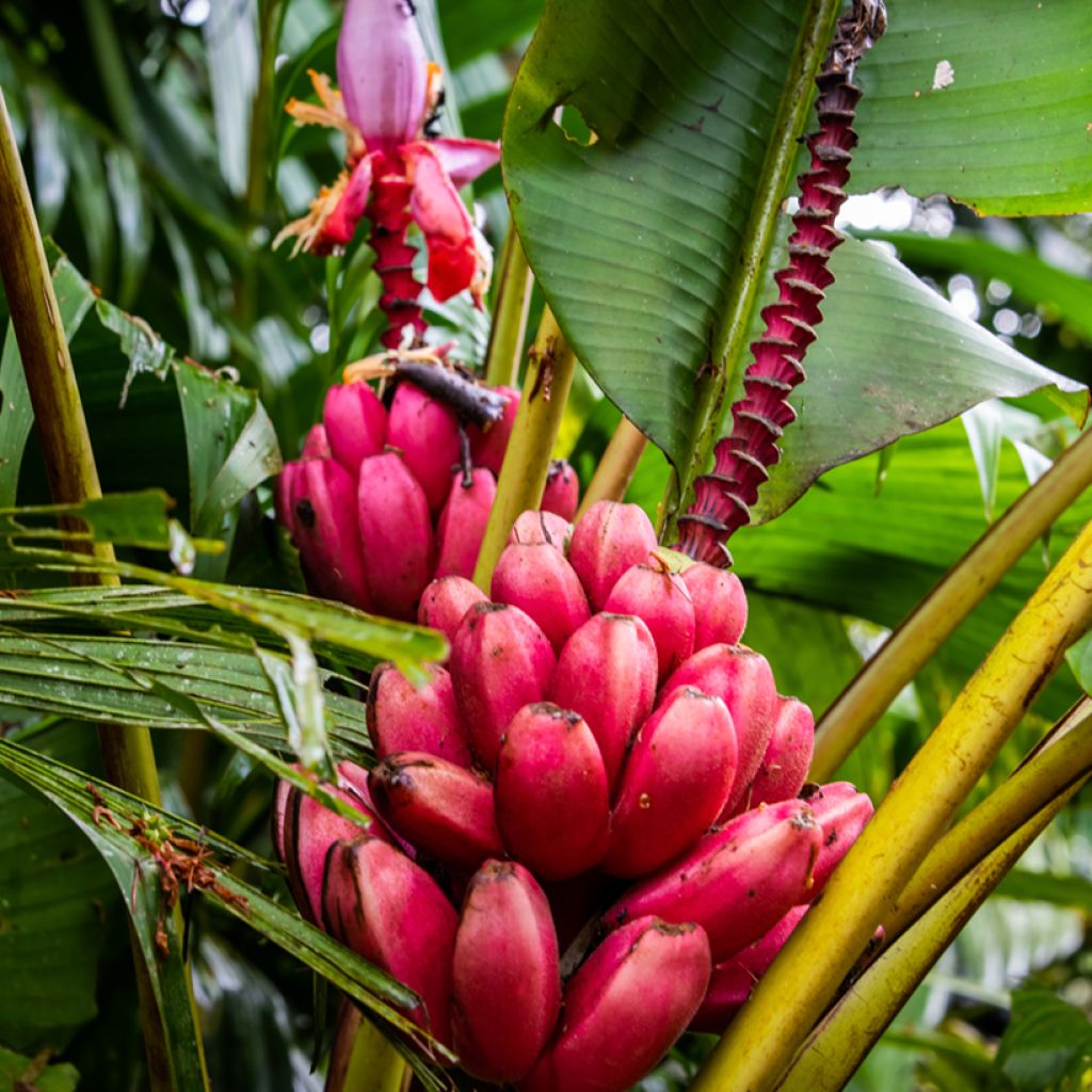 Musa velutina - Rosa Zwergbanane