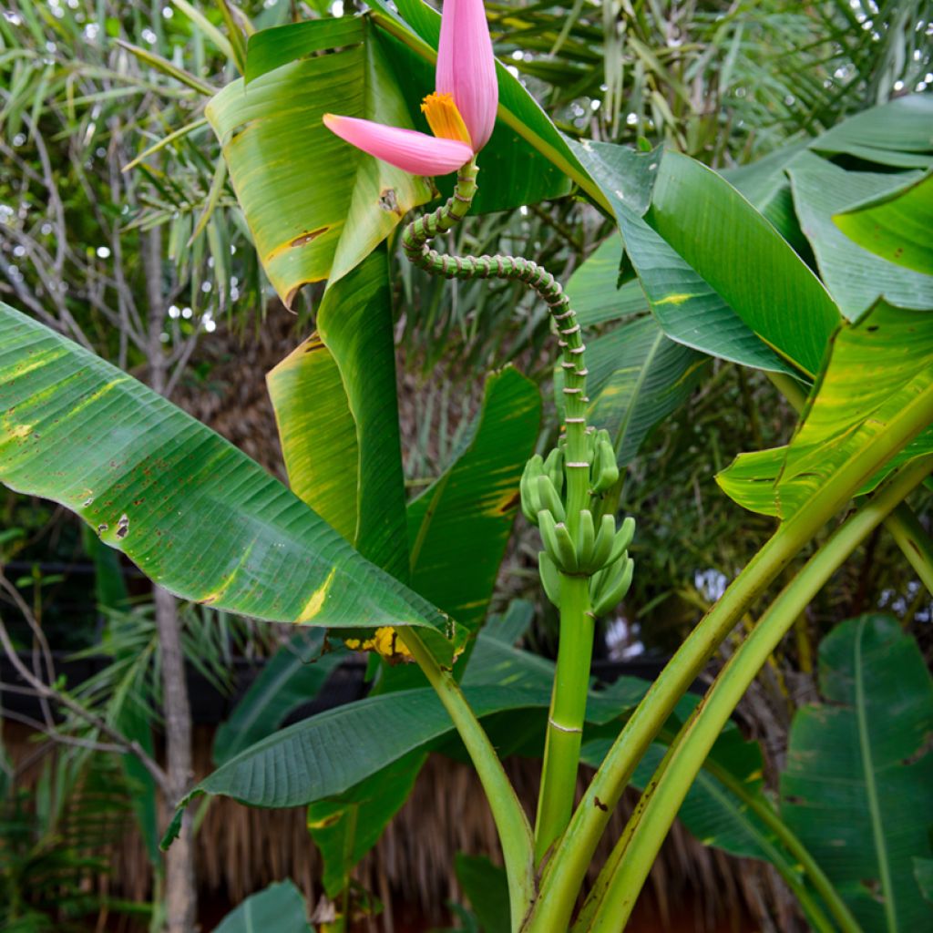 Musa velutina - Rosa Zwergbanane