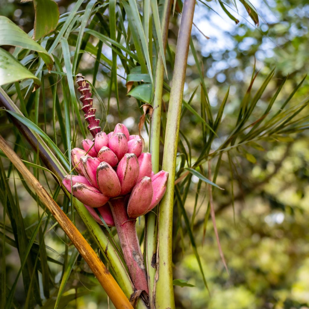 Musa velutina - Rosa Zwergbanane