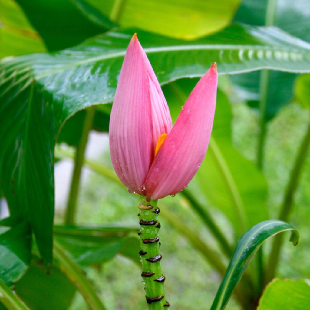 Musa velutina - Rosa Zwergbanane