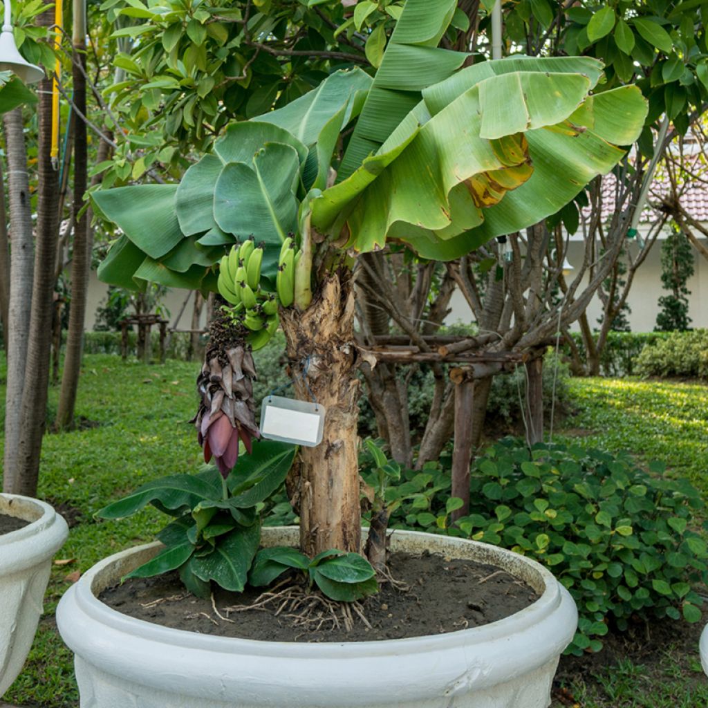 Musa acuminata Dwarf Cavendish - Zwerg-Essbanane