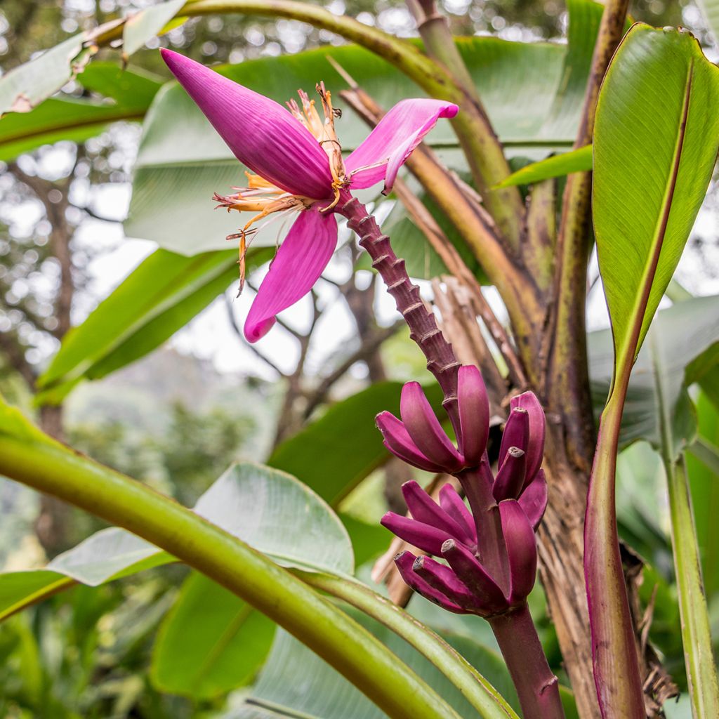 Zwerg-Essbanane Red Dacca - Musa acuminata