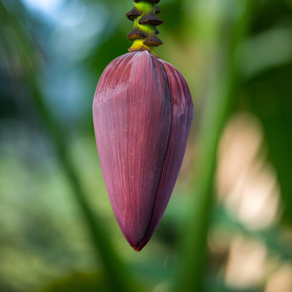 Zwerg-Essbanane Red Dacca - Musa acuminata