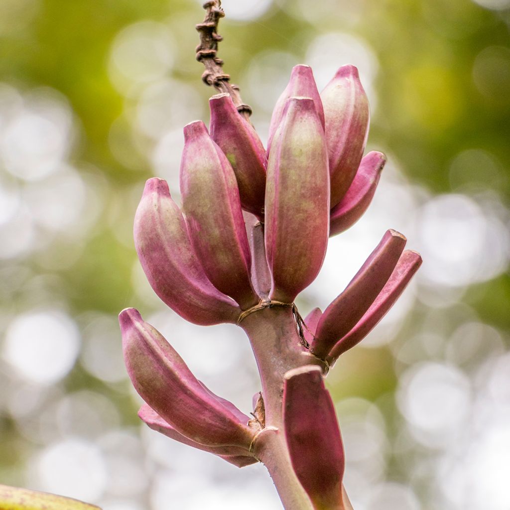 Zwerg-Essbanane Red Dacca - Musa acuminata