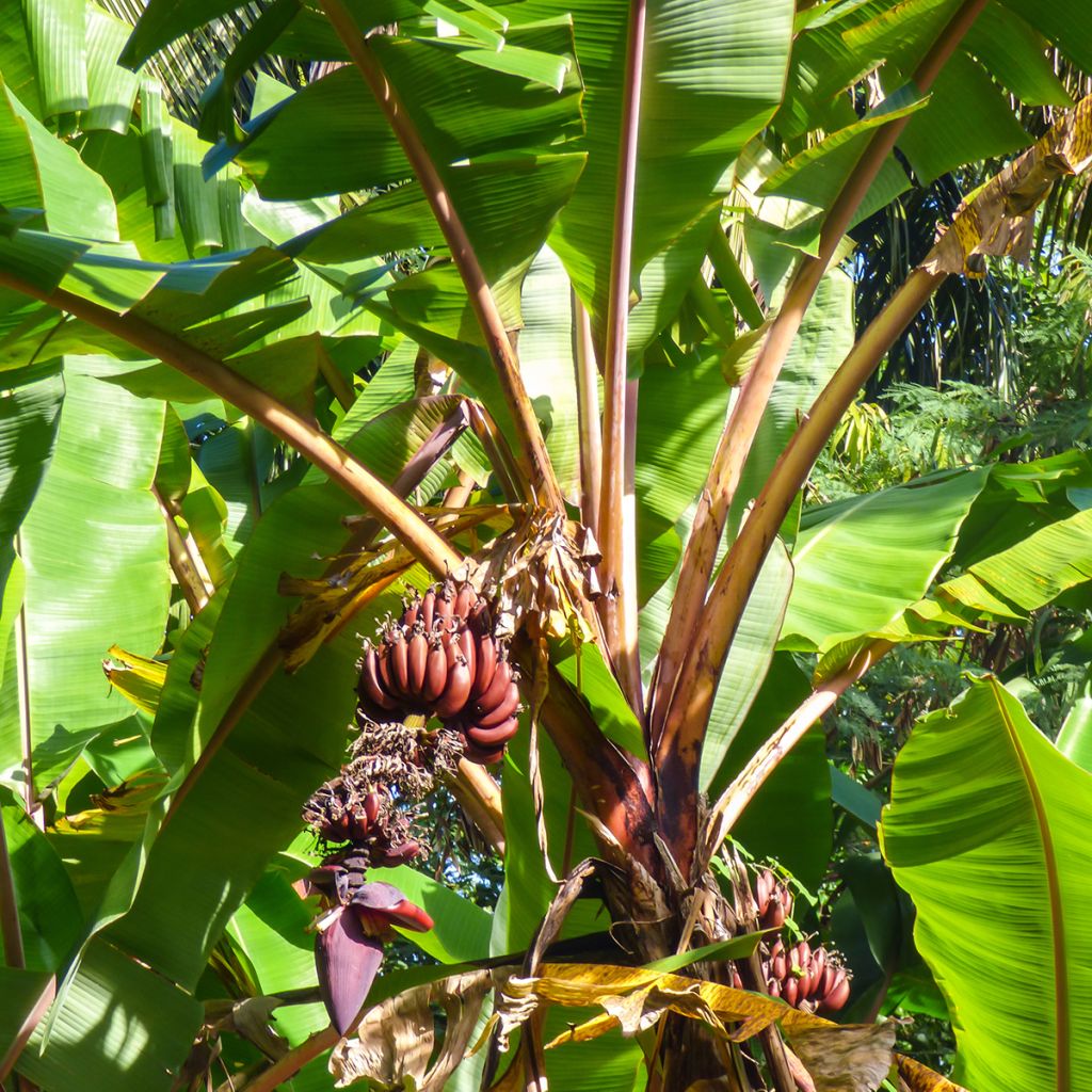 Zwerg-Essbanane Red Dacca - Musa acuminata