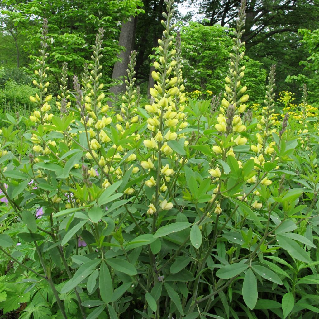 Baptisia Carolina Moonlight - Indigolupine