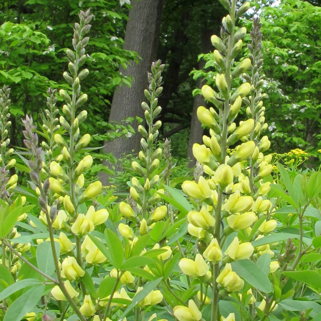 Baptisia Carolina Moonlight - Faux indigo jaune hybride