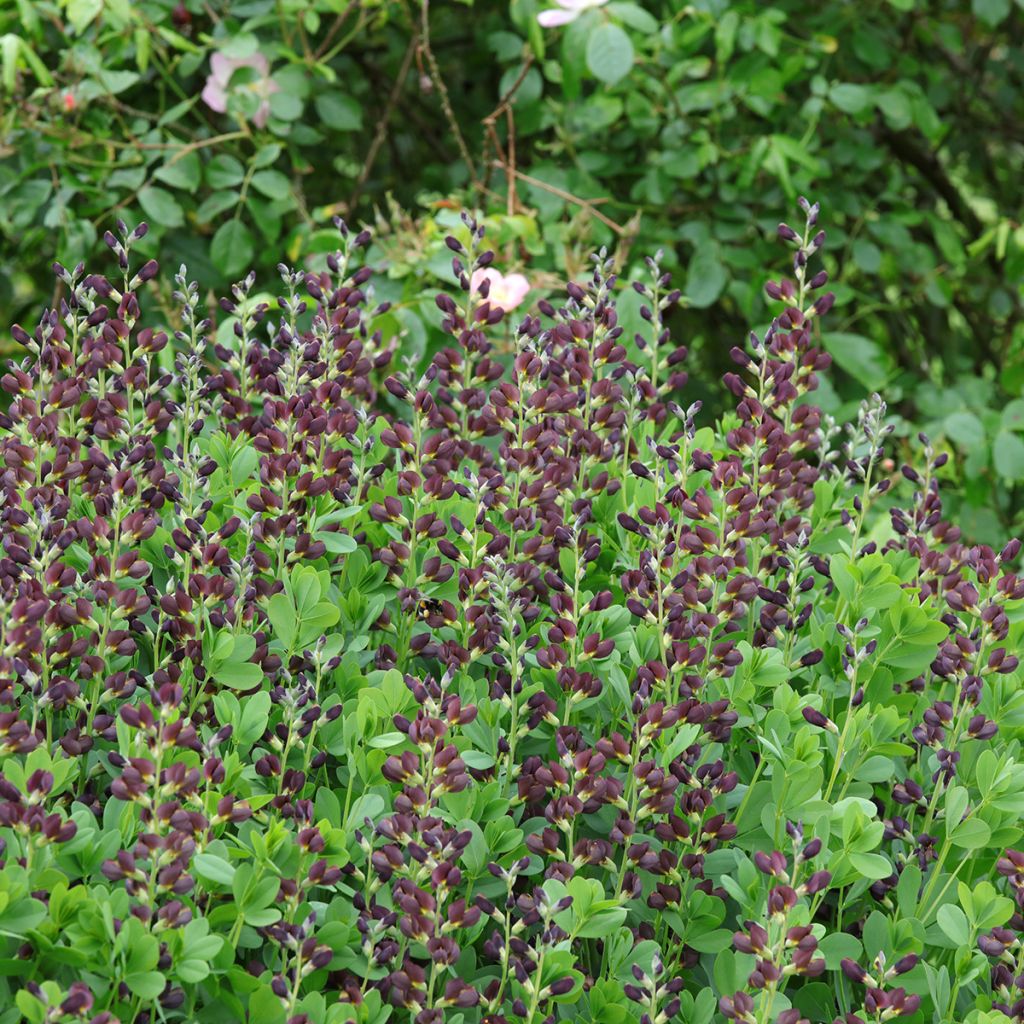 Baptisia Decadence Dutch Chocolate - Indigolupine