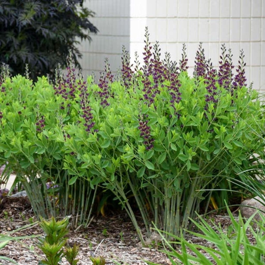 Baptisia Grape Taffy - Indigolupine