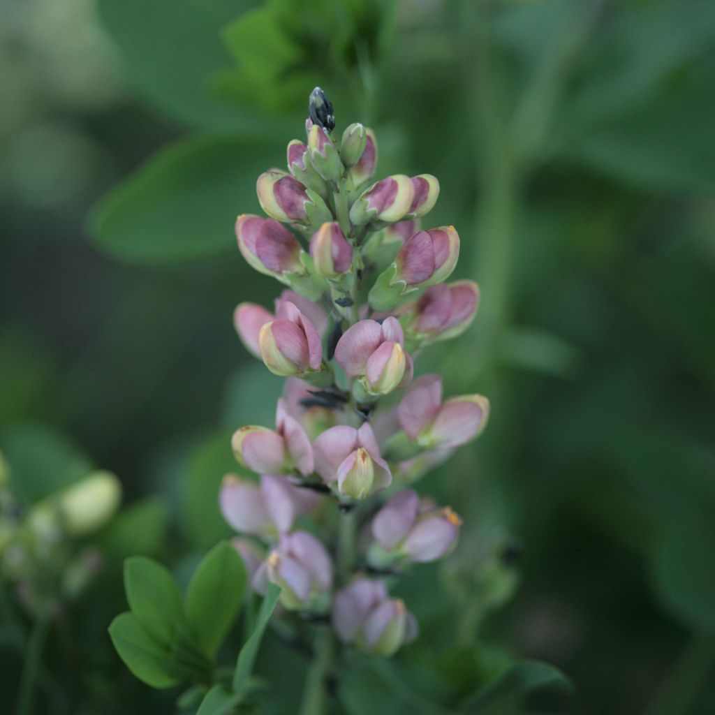 Baptisia Pink Truffles - Lupin indigo