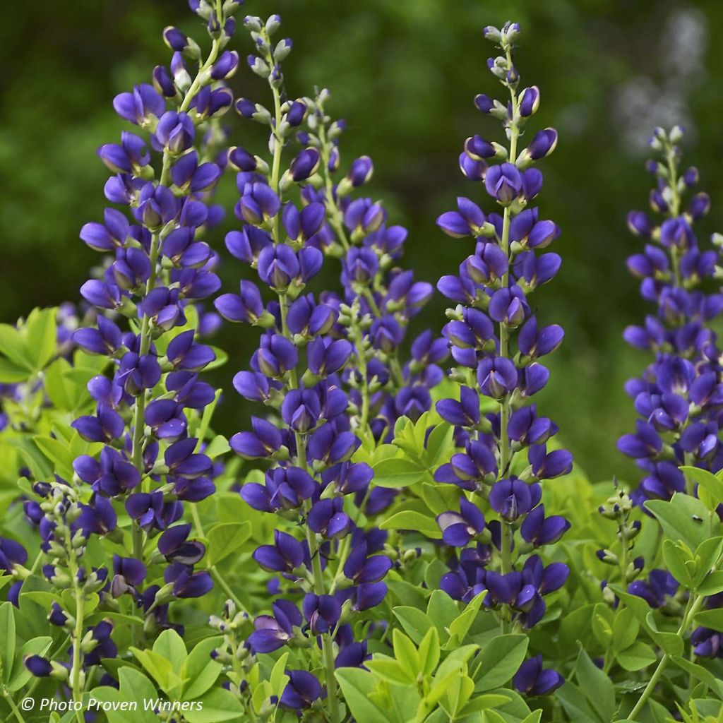 Baptisia Decadence Sparkling Sapphires - Indigolupine