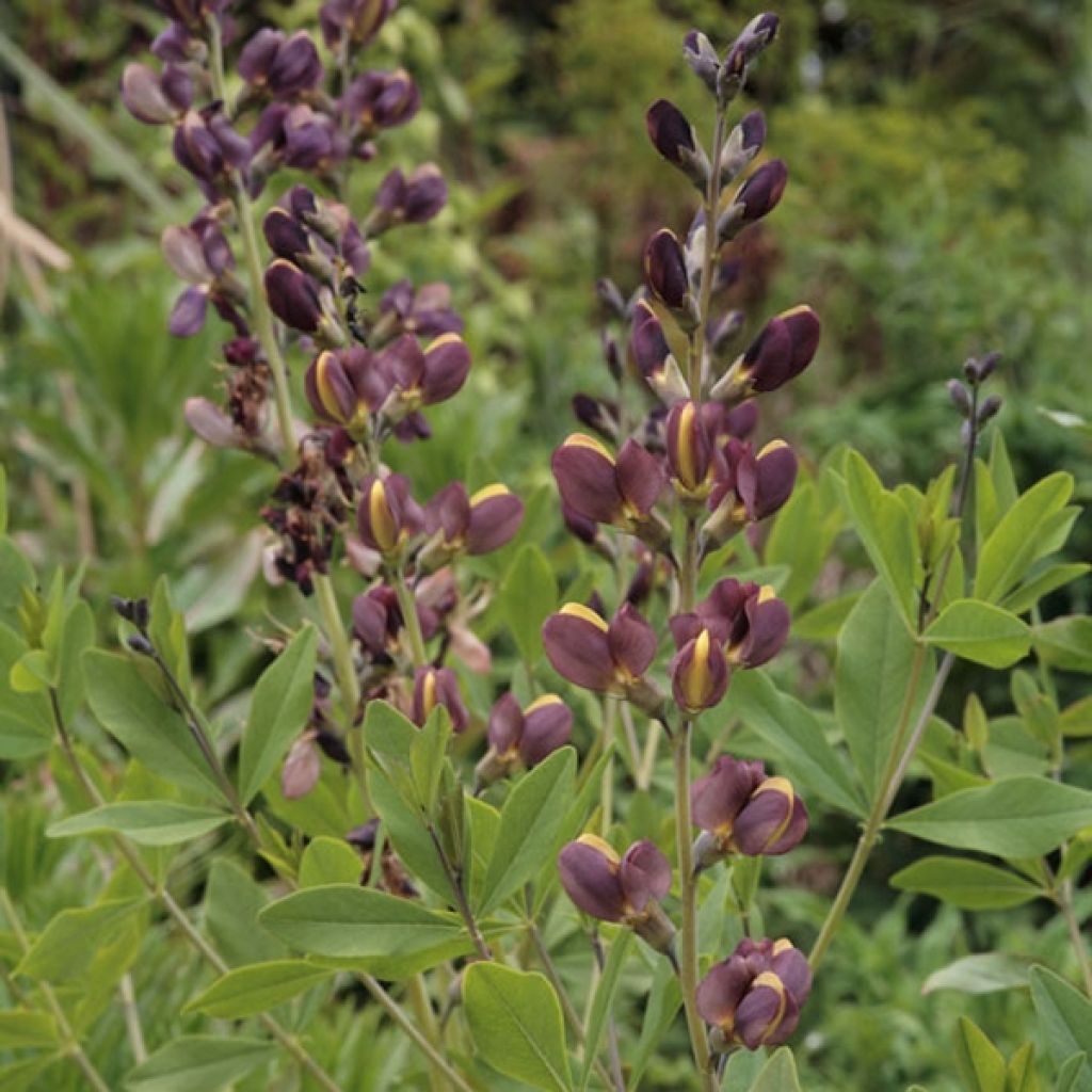 Baptisia Twilight Prairie Blues - Indigolupine