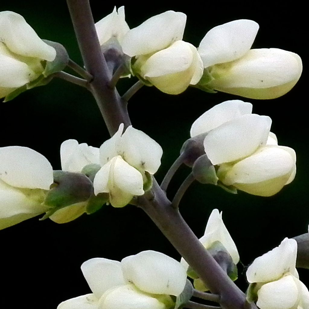 Baptisia alba var macrophylla, Faux Lupin