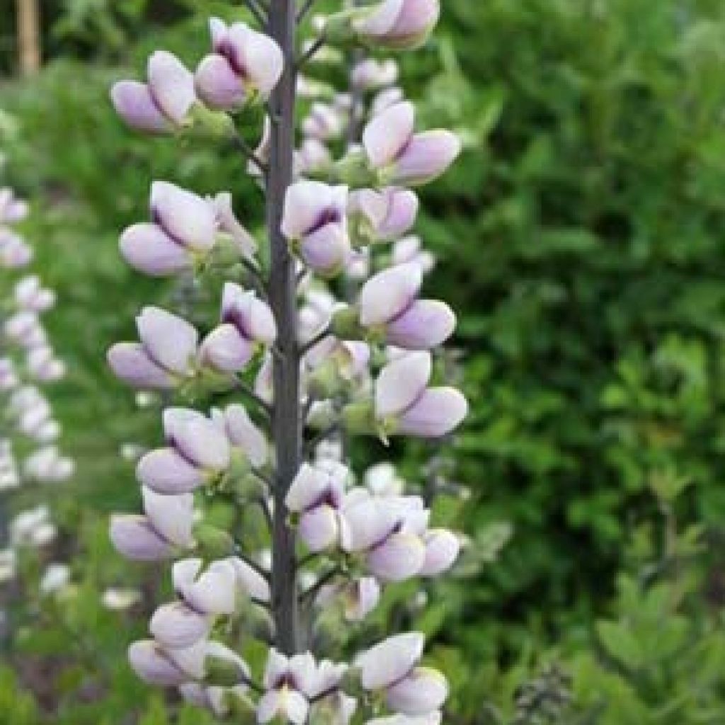 Baptisia albescens Pink Form - Falscher Indigo