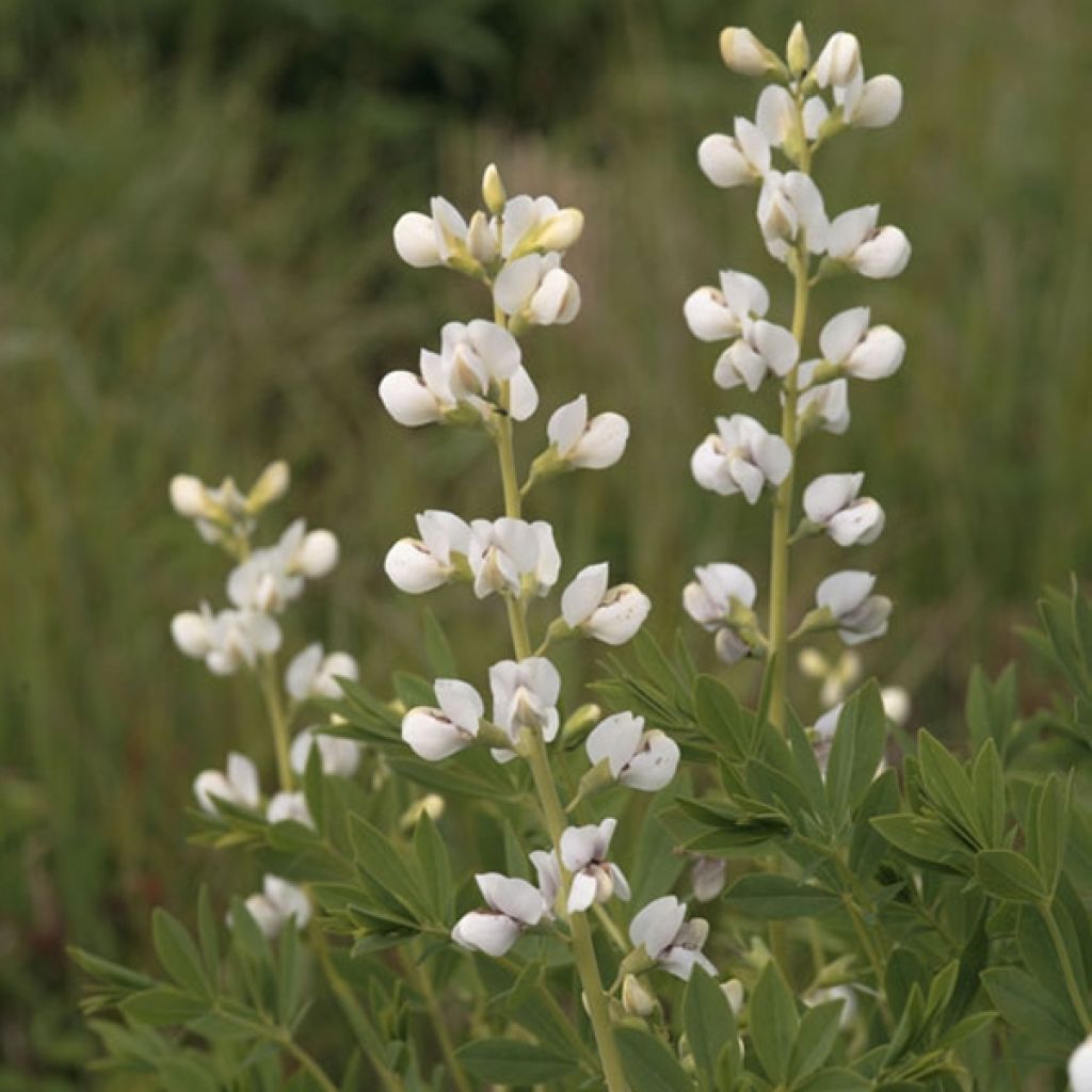 Baptisia australis Alba - Indigolupine