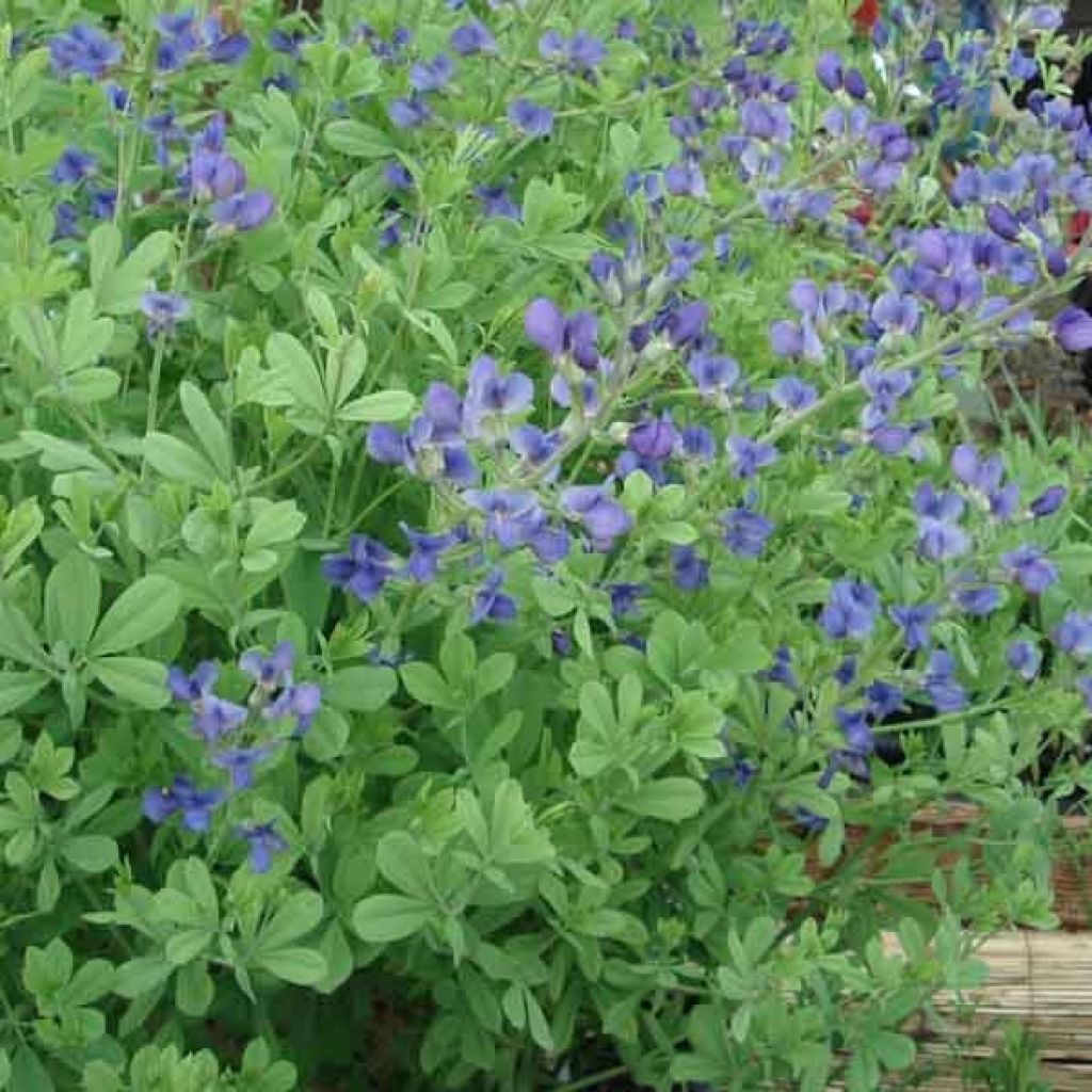 Lupin indigo, Baptisia australis