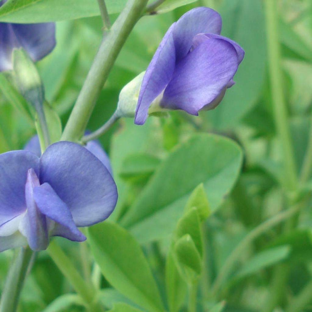 Baptisia australis - Färberhülse