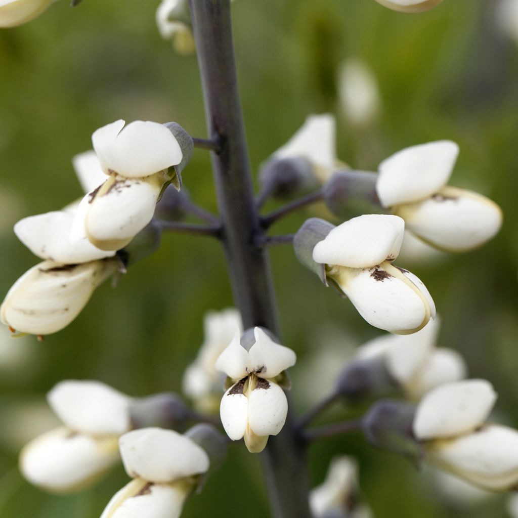 Baptisia pendula alba - Faux indigo blanc