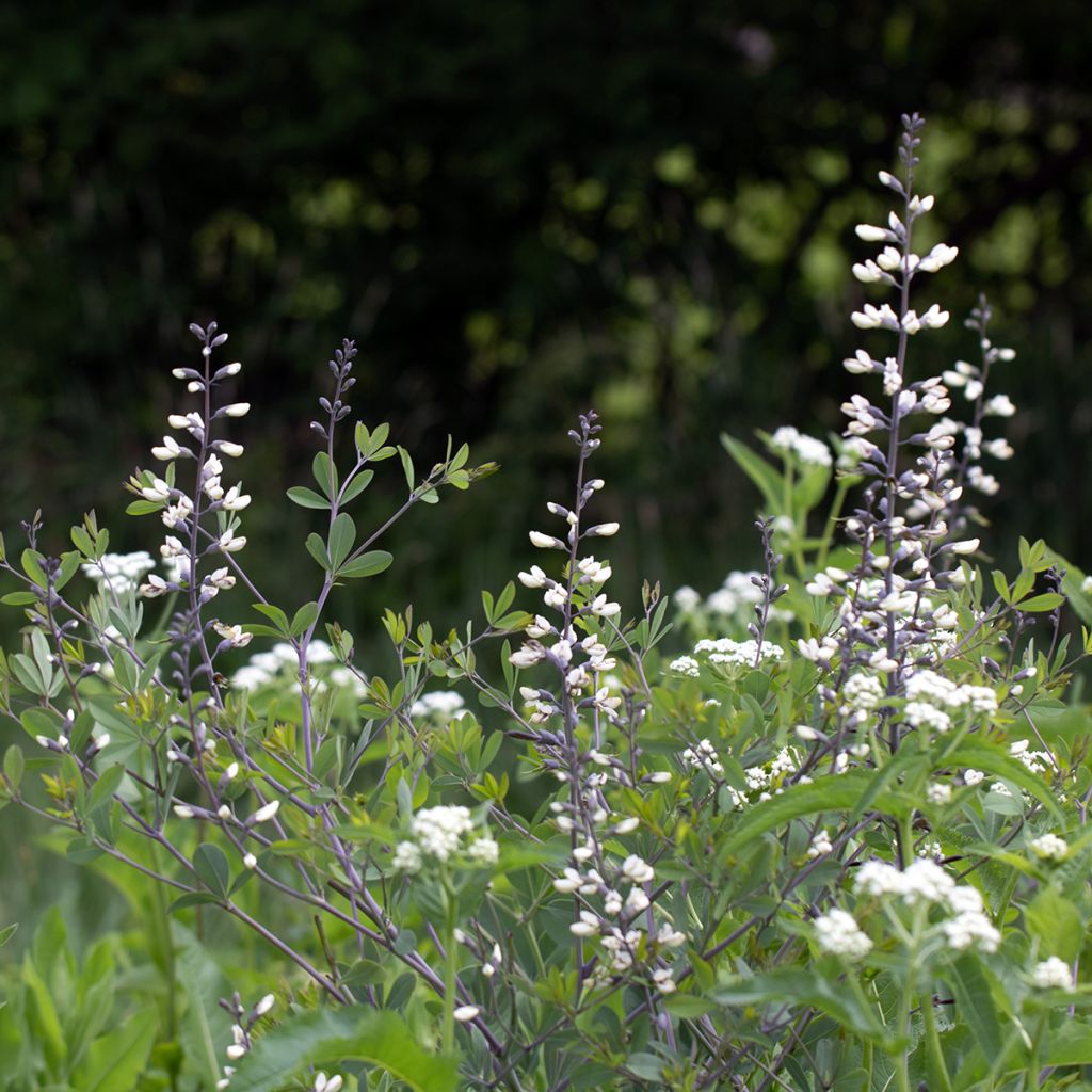 Baptisia alba - Weiße Indigolupine