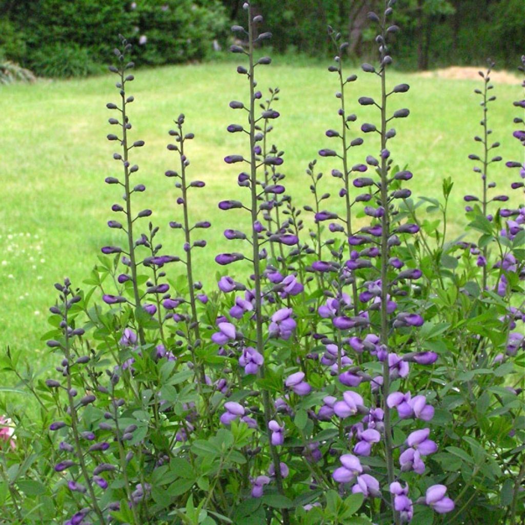 Baptisia Purple Smoke - Indigolupine