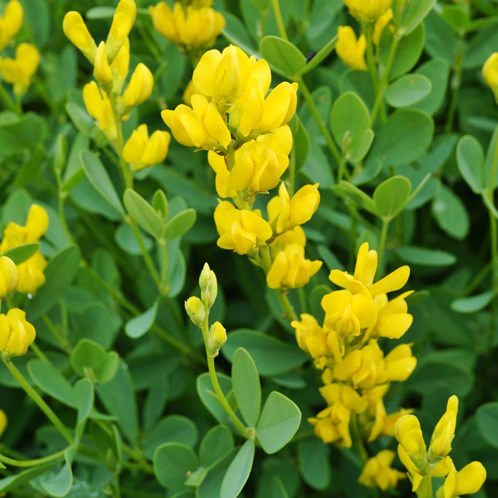 Baptisia sphaerocarpa - Färberhülse