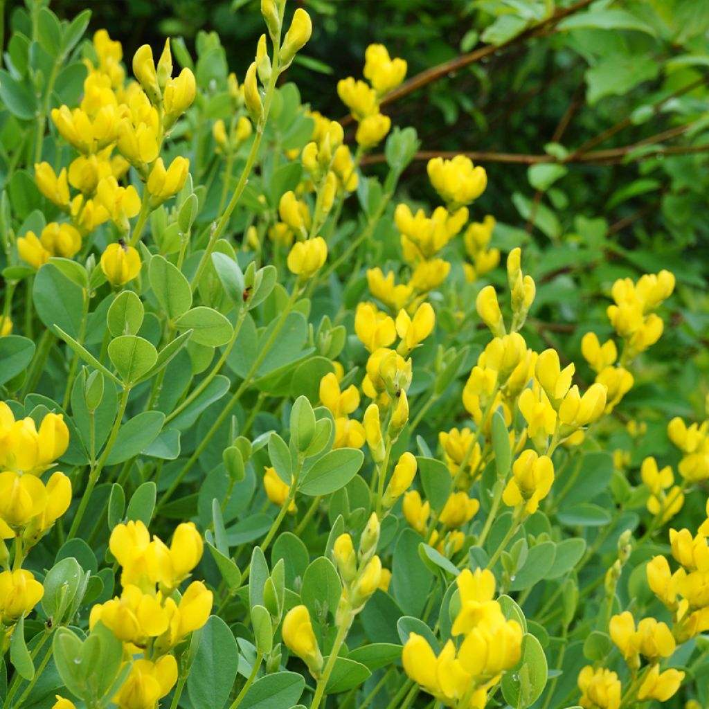 Baptisia sphaerocarpa - Färberhülse