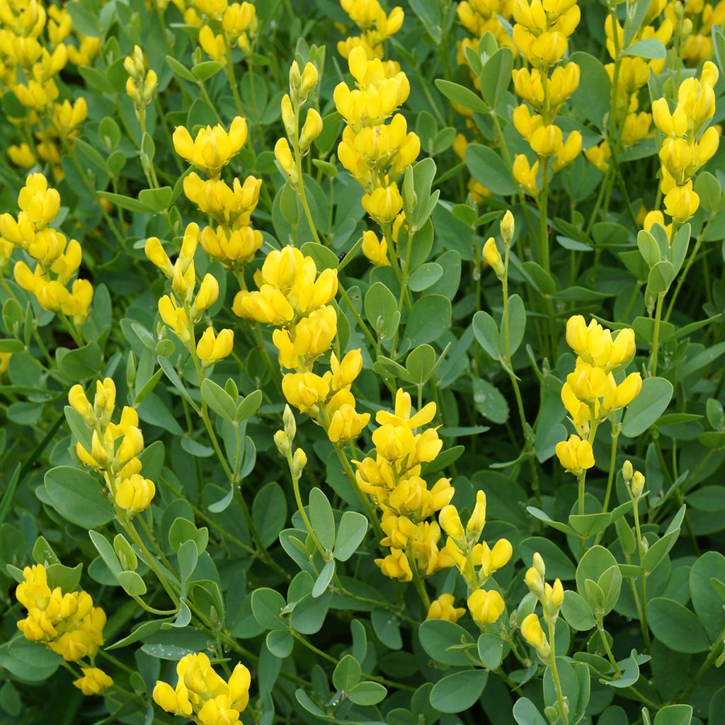 Baptisia sphaerocarpa - Färberhülse