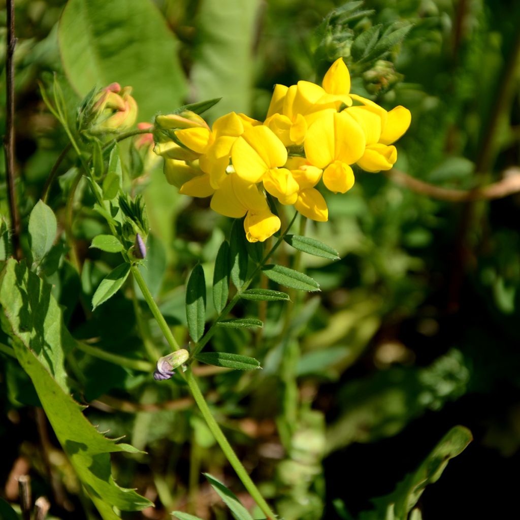 Baptisia tinctoria - Wilder Indigo