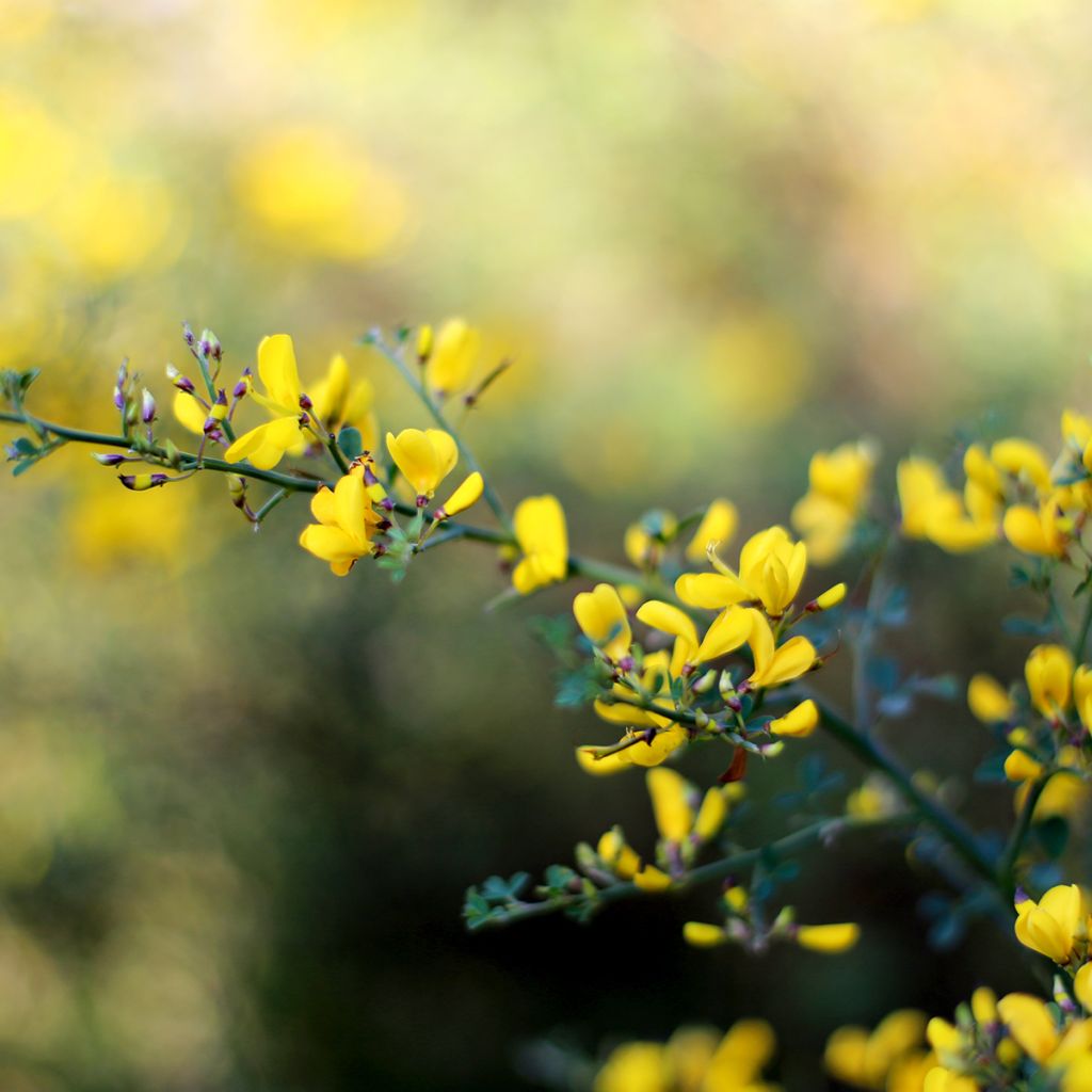 Baptisia tinctoria - Wilder Indigo