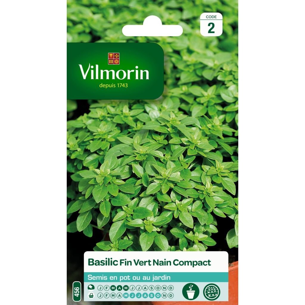 Basilikum nain compact - Vilmorin - Ocimum basilicum