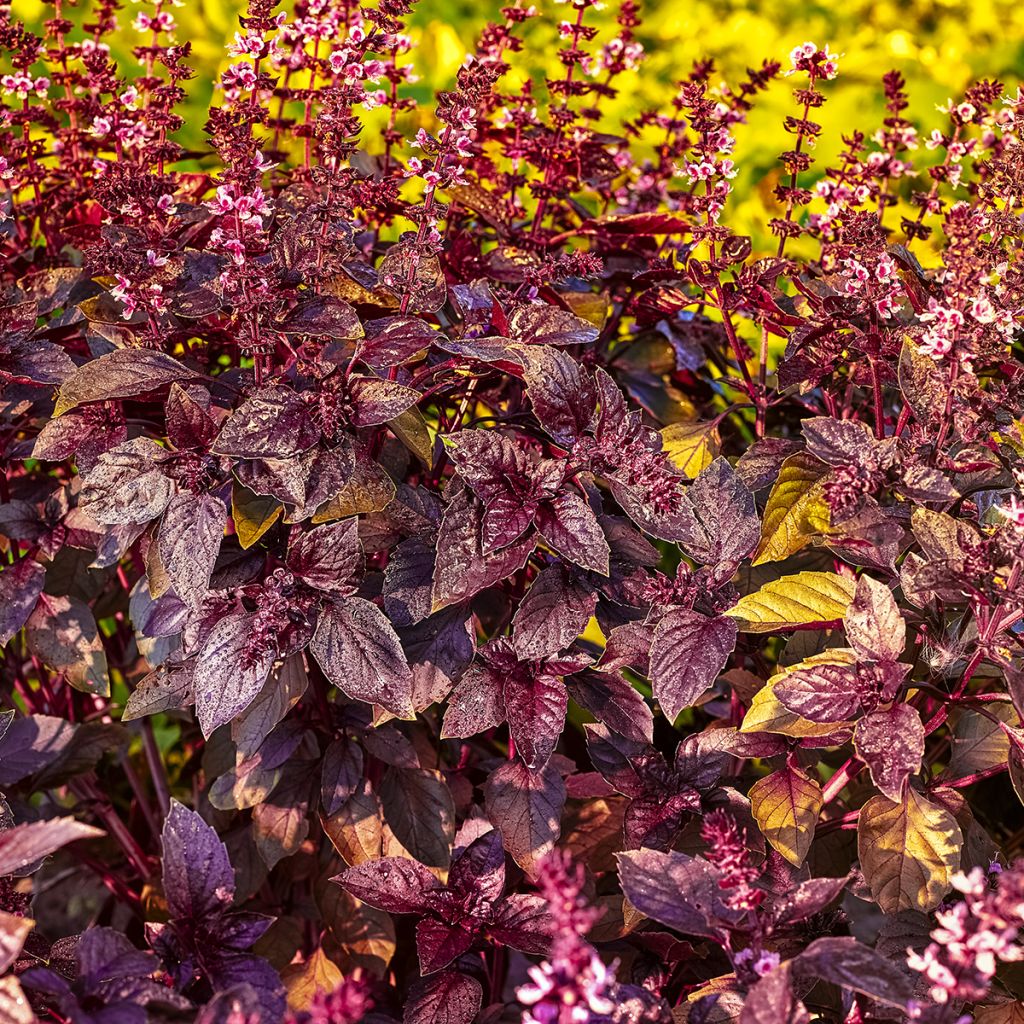 Basilikum Red Rubin - Ocimum basilicum var. purpurascens