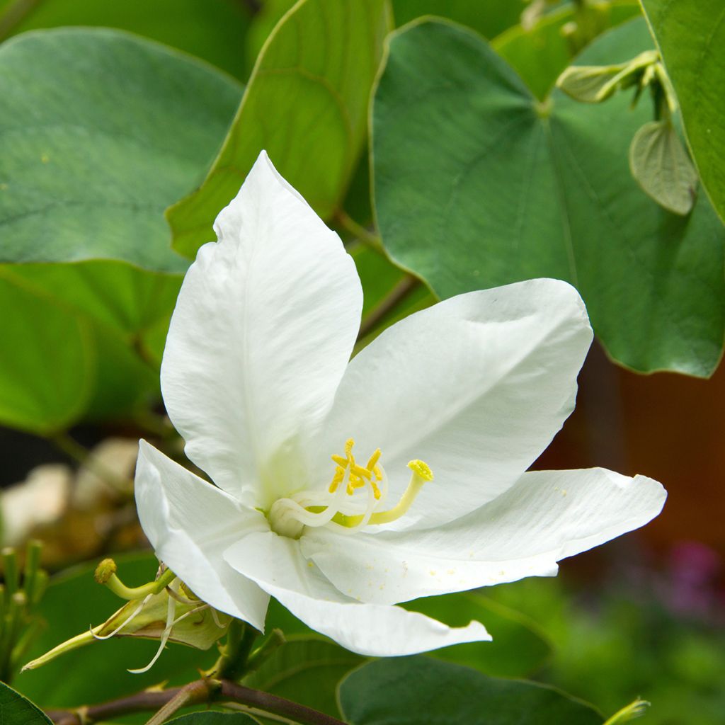 Bauhinia acuminata - Bauhinie