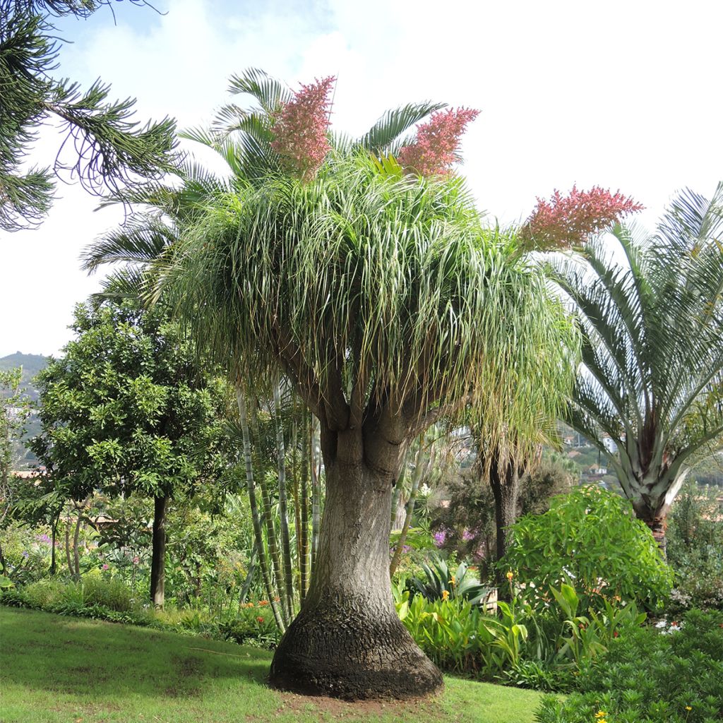 Beaucarnea recurvata - Arbre bouteille ou Pied d'éléphant 