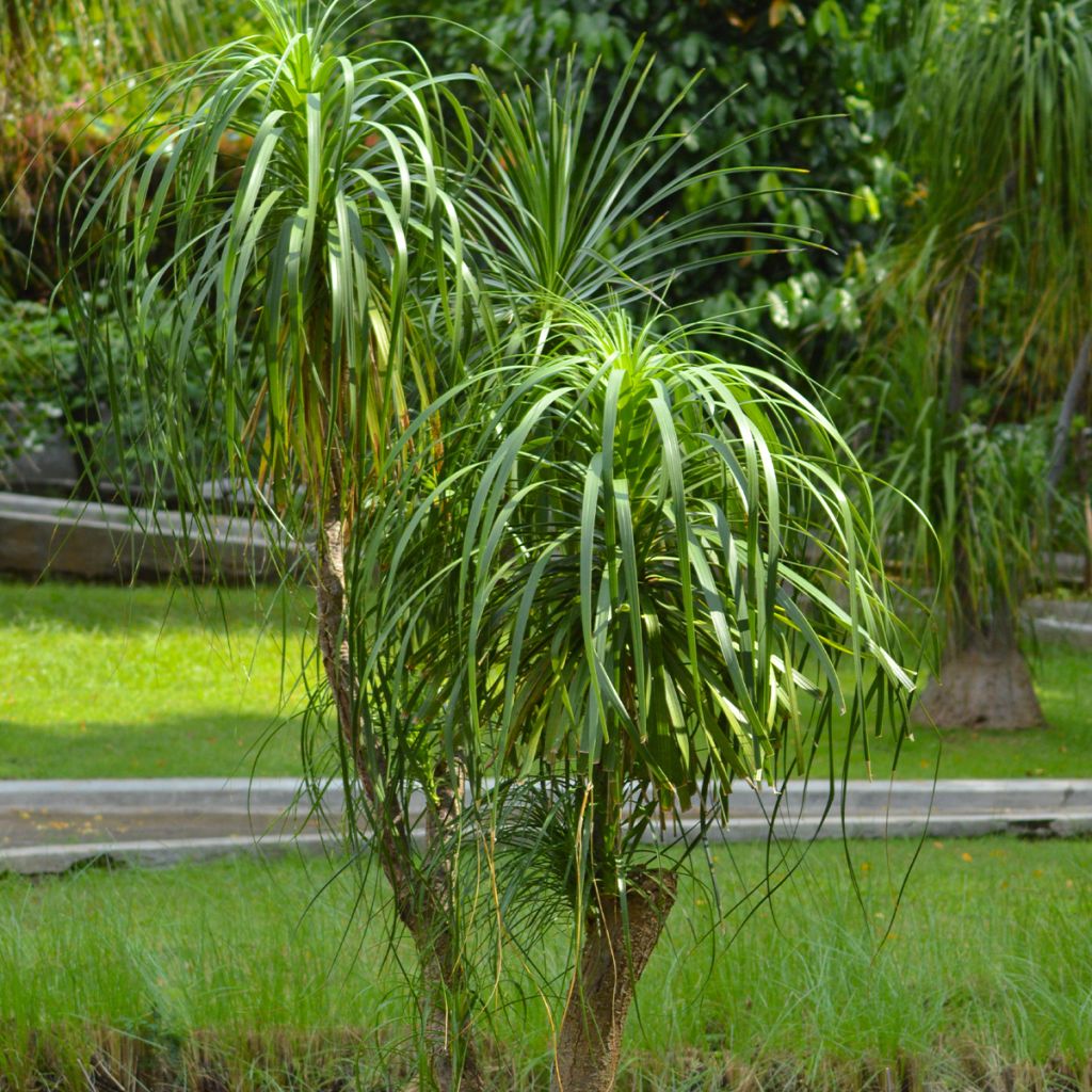 Beaucarnea recurvata - Arbre bouteille ou Pied d'éléphant 